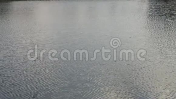 印度湖的水在早上的时间视频的预览图