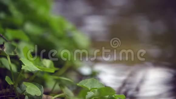 一些绿色植物后面的流水视频的预览图