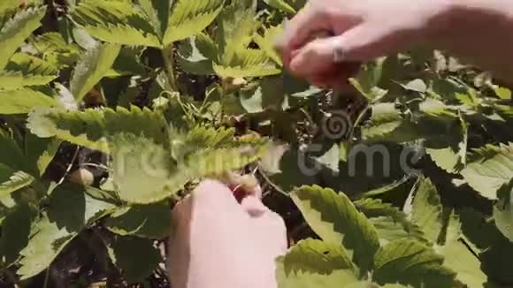 女农民在收获的时候采摘成熟的草莓在花园里视频的预览图