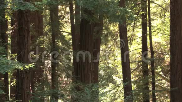 森林中的大树视频的预览图