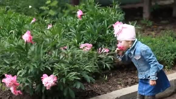 小孩试图在花园里撕一朵牡丹花视频的预览图