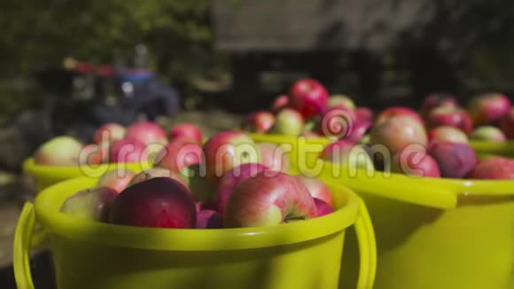 苹果在花园的地上用桶收割视频的预览图