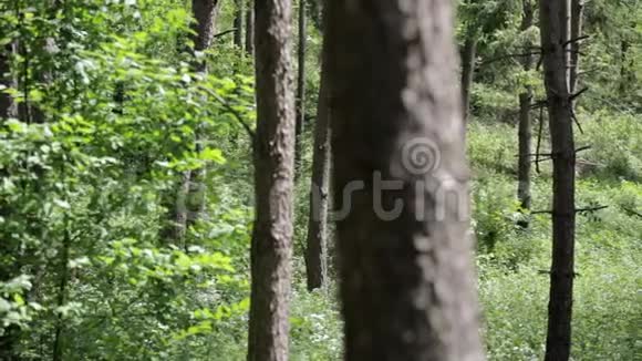 在阳光明媚的一天在森林里看松树全景拍摄自然环境视频的预览图