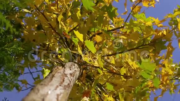 秋天蓝天背景下美丽的黄绿色树视频的预览图