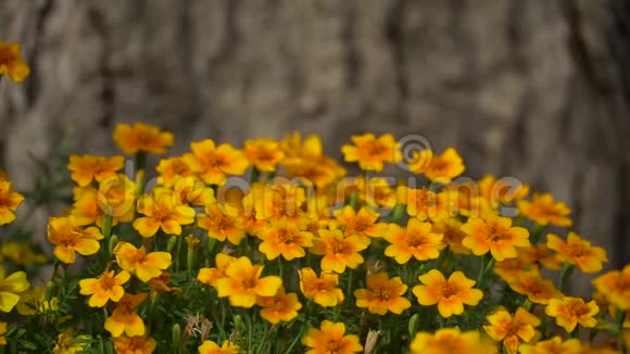 花园里鲜艳的橙色花朵公园里的黄色小花高清镜头录像视频的预览图
