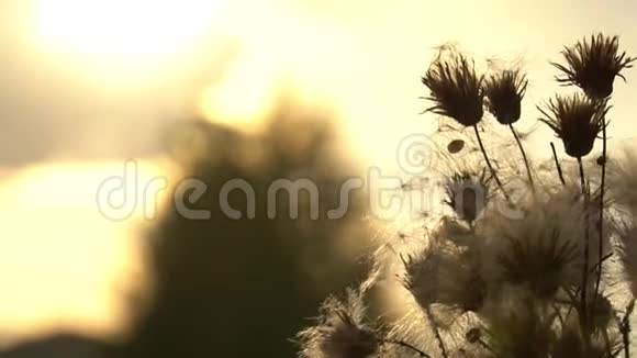 一堆过熟的蓟在夕阳的照耀下使模糊的杂草花蕾过度成熟视频的预览图