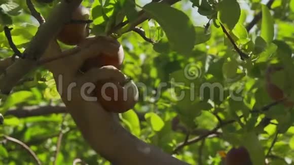 夏日阳光明媚的一天人们用手从花园里采集成熟的苹果视频的预览图