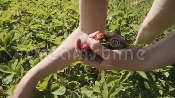 女人在收获的时候采摘成熟的草莓在花园里视频的预览图