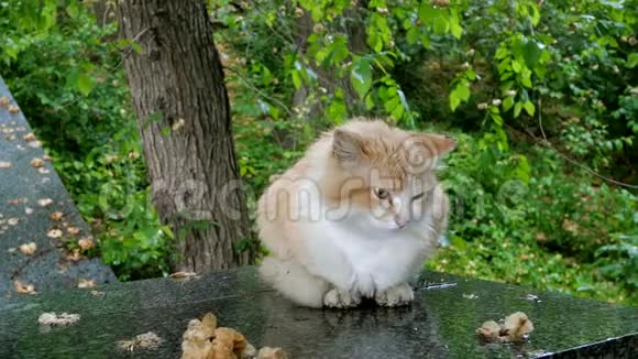 一只棕色的莫特利猫坐在混凝土表面看着侧面视频的预览图