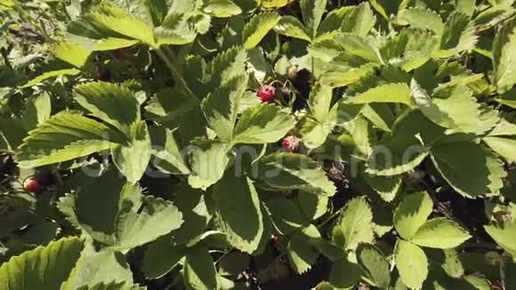 红色多汁草莓有机浆果夏天在花园里收获视频的预览图