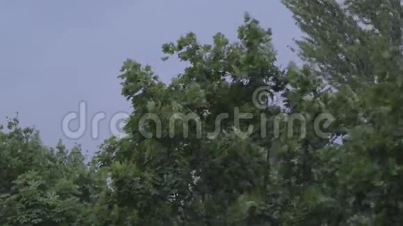 暴风雨来临前树木被风刮起视频的预览图