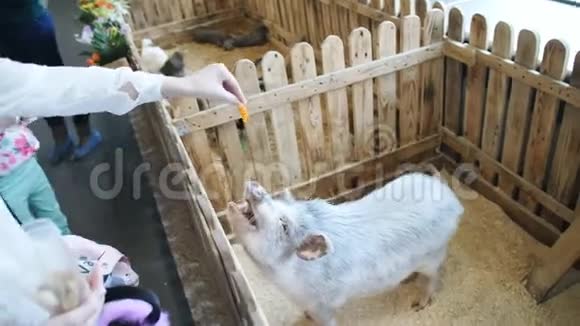 女孩在宠物动物园喂有斑点的猪视频的预览图