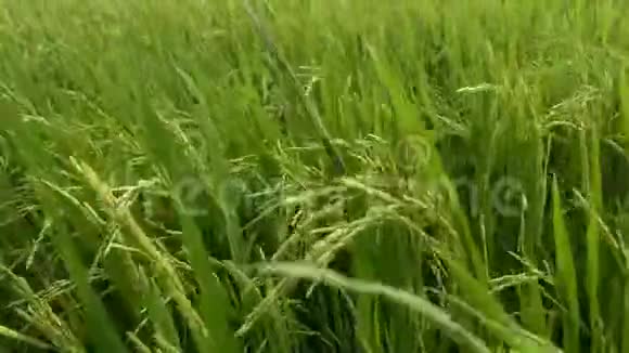 田野里微风吹过的稻谷视频的预览图