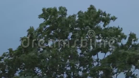 暴风雨来临前树木被风刮起视频的预览图