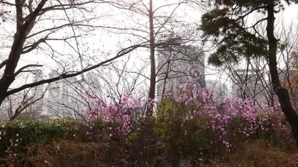 首尔南山盛开的杜鹃花视频的预览图