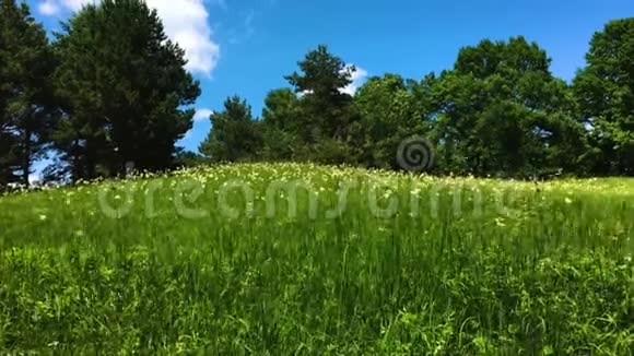在蓝天的映衬下草地上绿树成荫视频的预览图