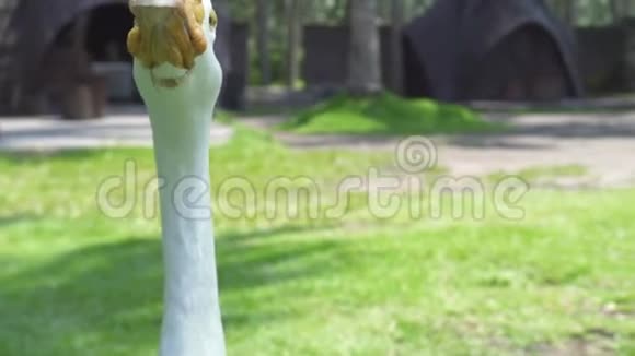 白鹅走在绿草上在阳光明媚的日子里在绿色的草地上放养家鹅培育水鸟视频的预览图