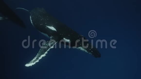 与鲸鱼一起游泳夏威夷的母亲和小牛驼背鲸鱼14位彩色电影摄影机拍摄的录像视频的预览图