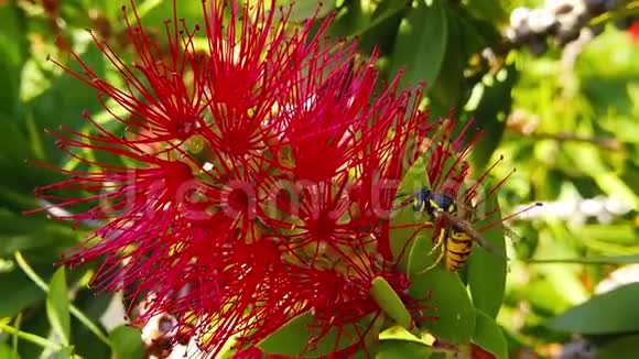常见的黄蜂在红色瓶刷花慢视频的预览图