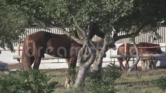 马拴在树上视频的预览图