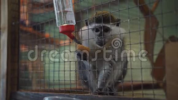 笼子里的小猴子在动物园乞求人们的食物视频的预览图