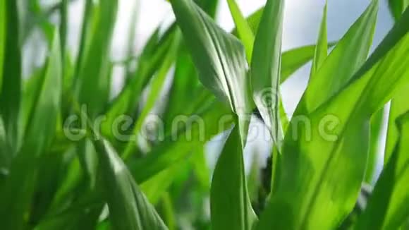 农业耕地上的绿色玉米玉米玉米玉米玉米等植物视频的预览图