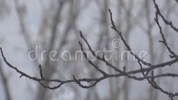 雪下的树视频的预览图