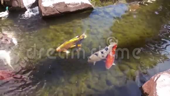 有红橙白大鱼的池塘视频的预览图