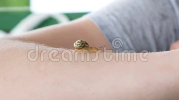 一只小蜗牛手上拿着一个水槽慢慢地爬行视频的预览图