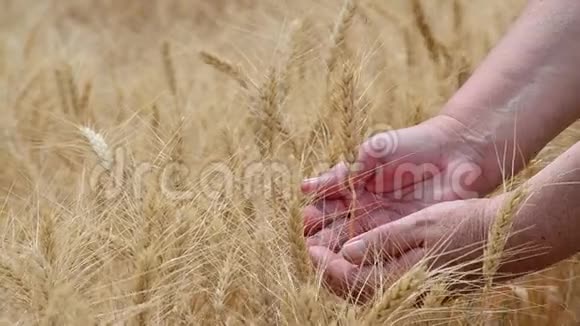 女性的双手在一个农业领域抚摸黑麦的耳朵这是国家的象征视频的预览图