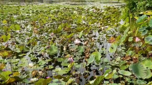 从上面的绿色黄色荷叶上的高茎和种子在阴郁的水湖池塘或沼泽兄弟的象征异国情调视频的预览图