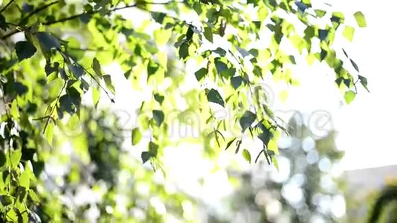 透过绿树的叶子阳光透过它们淡淡的微风穿过树叶视频的预览图