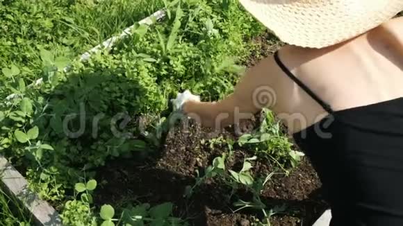 戴草帽和手套的女人把花园里的杂草清除掉给豌豆除草视频的预览图