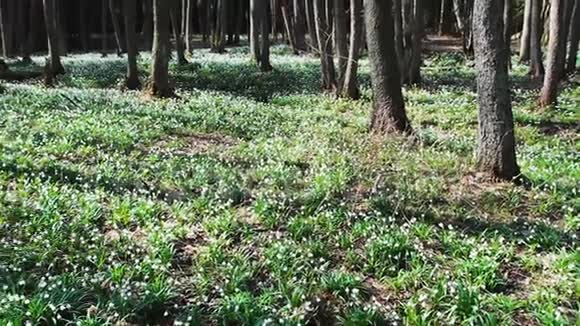 森林中春天雪花的田野视频的预览图