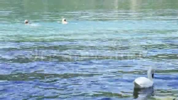 一只白天鹅在晴天和人们一起在水里游泳户外活动的理念视频的预览图