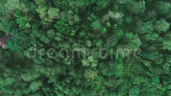 热带雨林的空中拍摄从无人驾驶飞机俯瞰绿树空中无人机森林景观视频的预览图