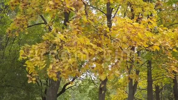 黄红叶秋景公园视频的预览图