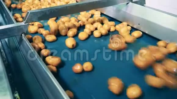 工厂输送机在食品设施中运输洗过的土豆视频的预览图