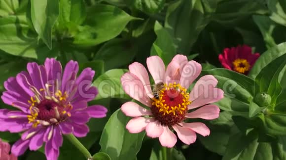 蜜蜂在春天和夏天从花园里的花上采集花蜜公园里有五颜六色的花百日香视频的预览图