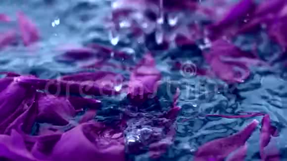 抽象紫罗兰花背景水中花瓣视频的预览图
