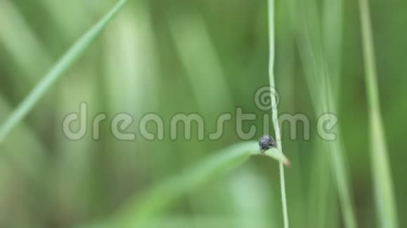 草地上的小虫子视频的预览图