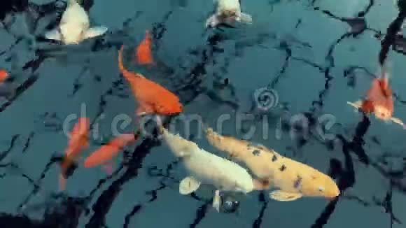 橘子和白鲤鱼正在池塘里游泳视频的预览图