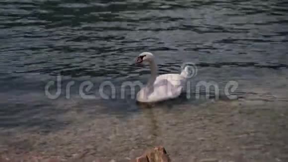 白天鹅在瑞士卢加诺湖的晴天游泳视频的预览图
