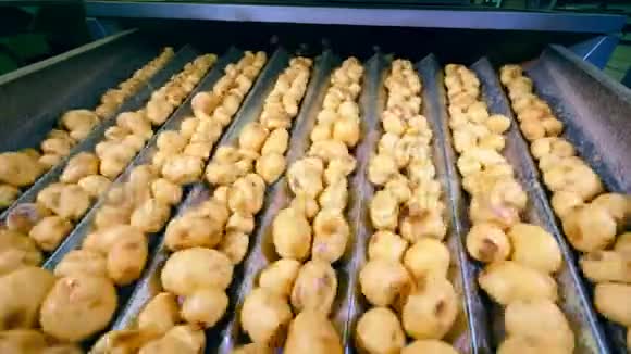 在食品设施的工作线上清理的土豆视频的预览图