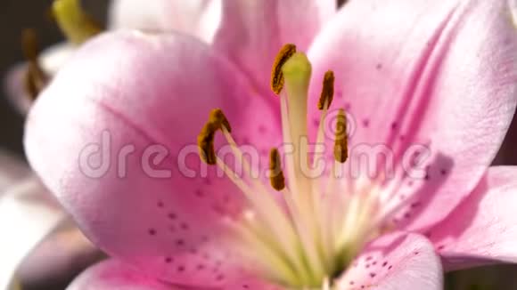 雌蕊和雄蕊特写的美丽花芽粉红色的花园百合在夏天的花园里绽放特写视频的预览图