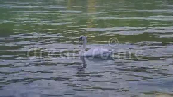 一只白天鹅在晴天和人们一起在水里游泳户外活动的理念视频的预览图