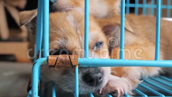 在围栏后面的避难所里一只正在睡觉的小狗等待获救并被收养到新家动物收容所视频的预览图
