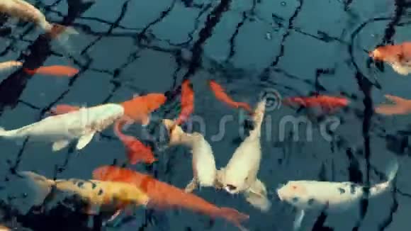 橘子和白鲤鱼正在池塘里游泳视频的预览图