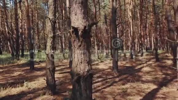 鸟瞰树木森林太阳耀光自然植物视频的预览图