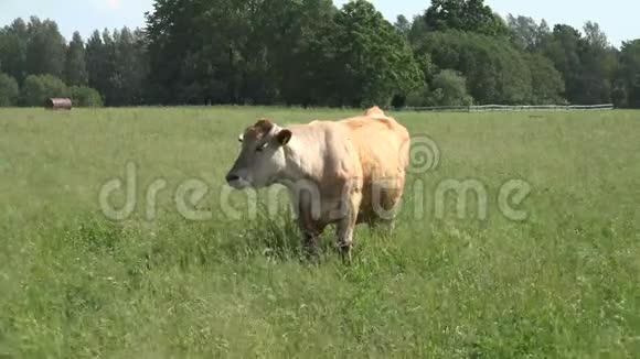 牛通常作为牲畜饲养作为肉类视频的预览图